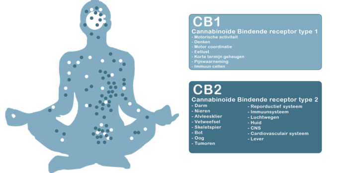 Endocannabinoïden