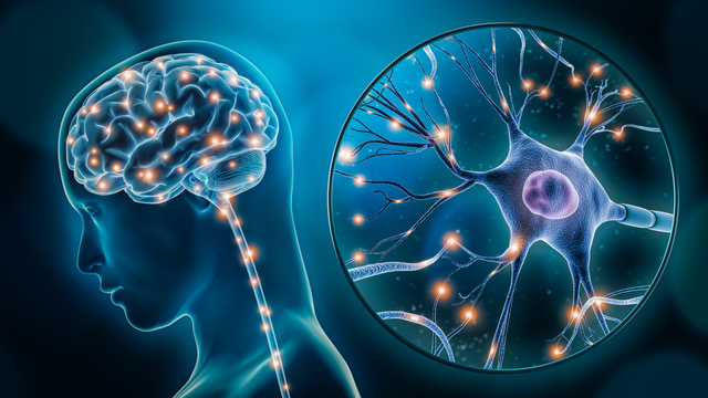 Human, Brain, Stimulation, Or, Activity, With, Neuron, Close-up, 3d, Rendering Human, Brain, Stimulation, Or, Activity, With, Neuron, Close-up, 3d, Rendering