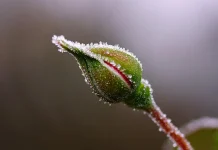 Zondag in het noordoosten kans op wat sneeuw vorst-roos