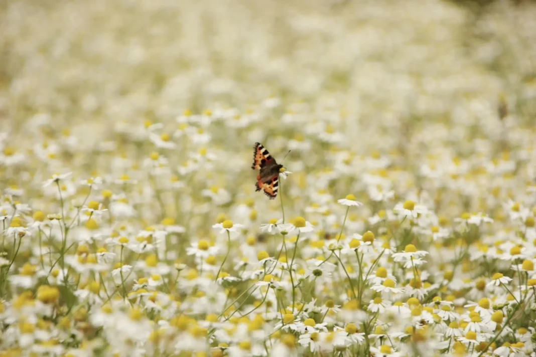 Kamille als natuurlijk medicijn: 10 bewezen manieren waarop kamille het lichaam ondersteunt